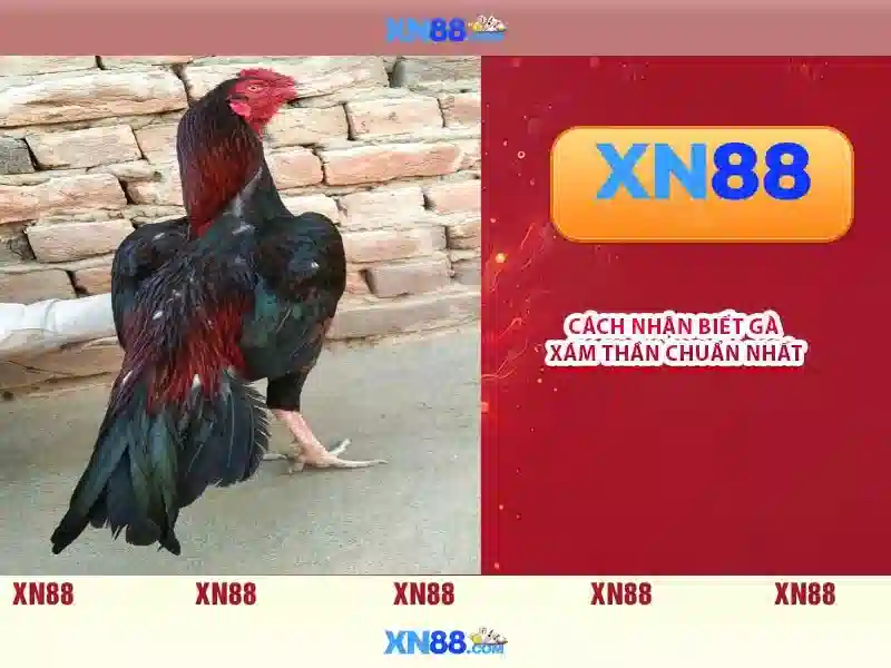Xn88: Nền tảng trực tuyến kết nối cộng đồng và trải nghiệm số