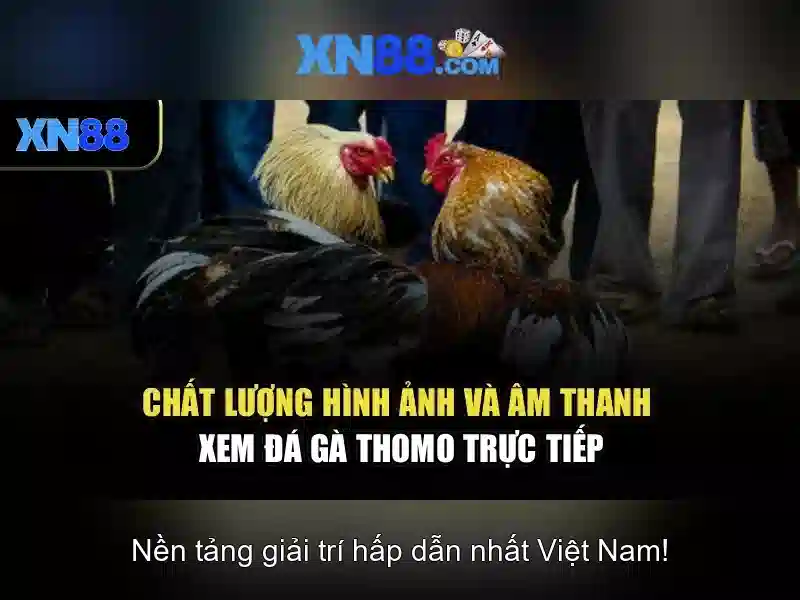 Sản phẩm và dịch vụ chủ đạo của xn88'