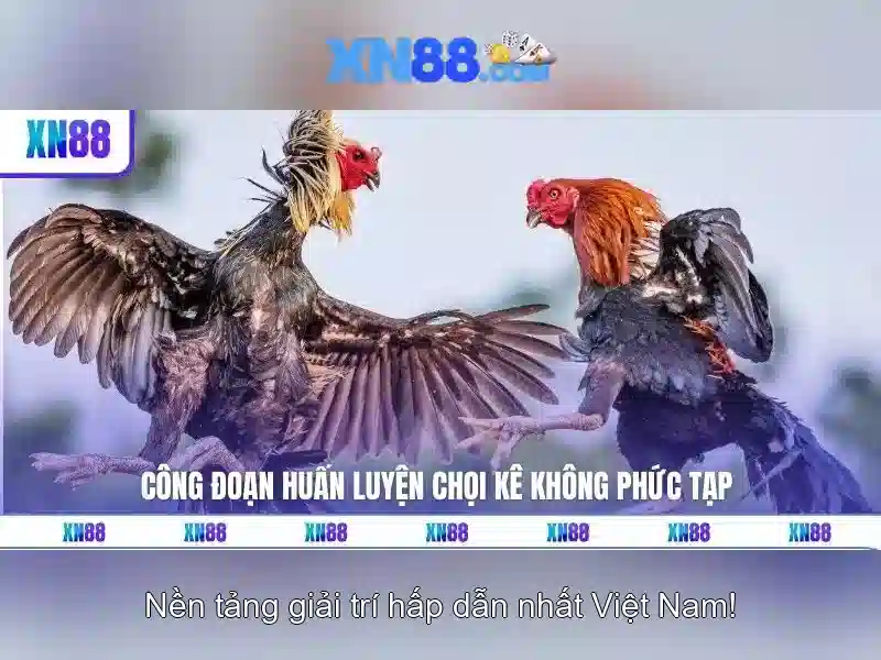 xn88 là gì và hành trình trải nghiệm cược trực tuyến