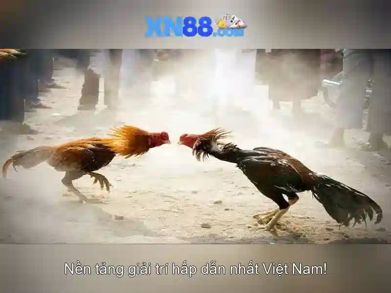 Giới thiệu về xn88 – nền tảng giải trí trực tuyến