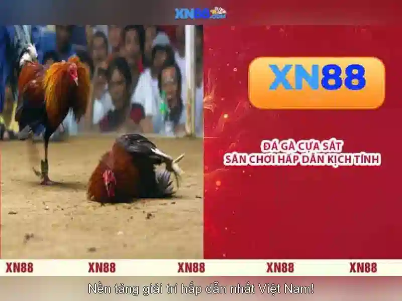 Khái niệm về xn88